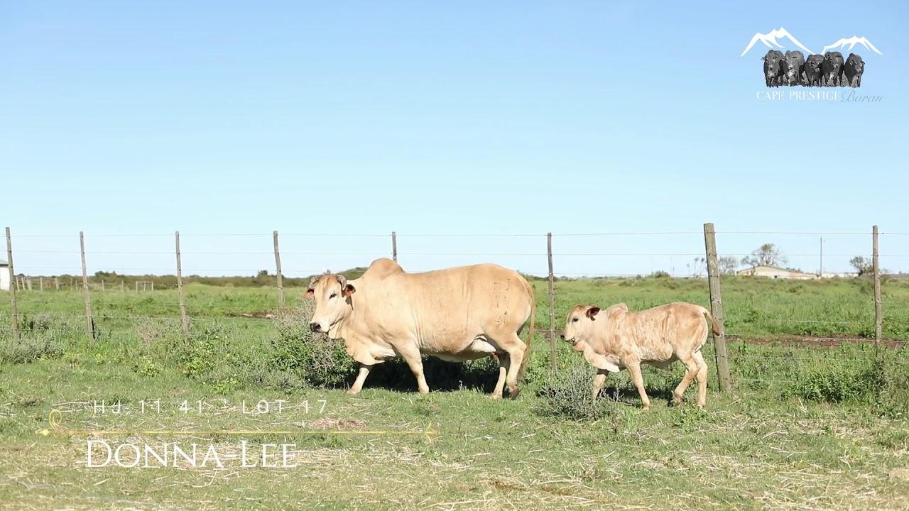 Prestige National Boran Auction Lot 17 - HJ 1141 -Donna-Lee