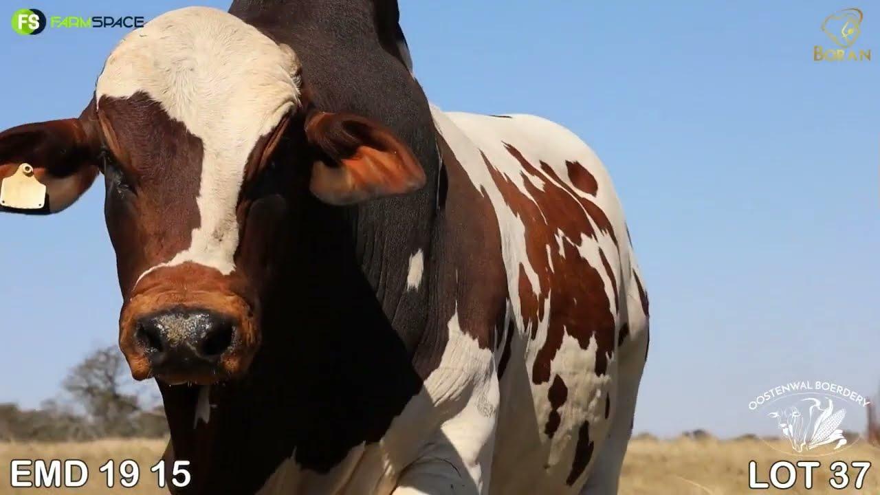 Boran National Auction 15 July 2023