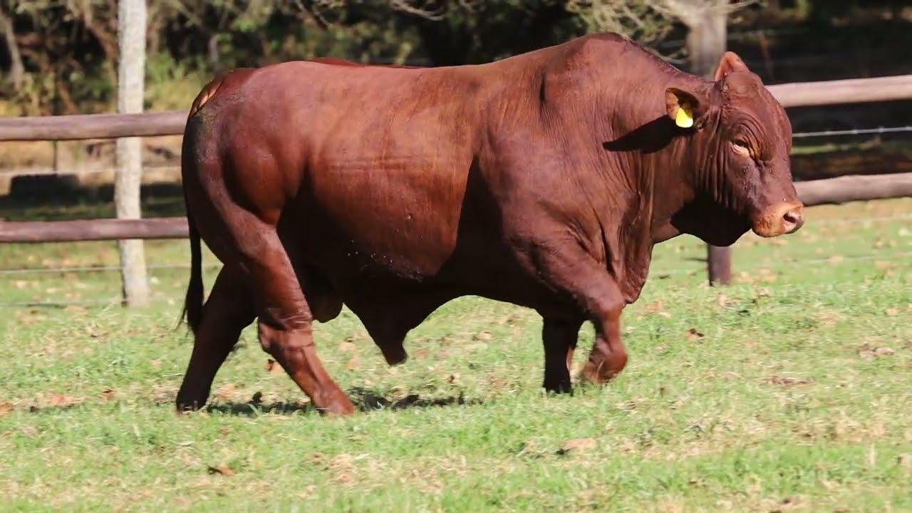 "Meet 'THE BUS' - The Ultimate Droughtmaster Bull!" This is GRB 20 184 from Grassfields