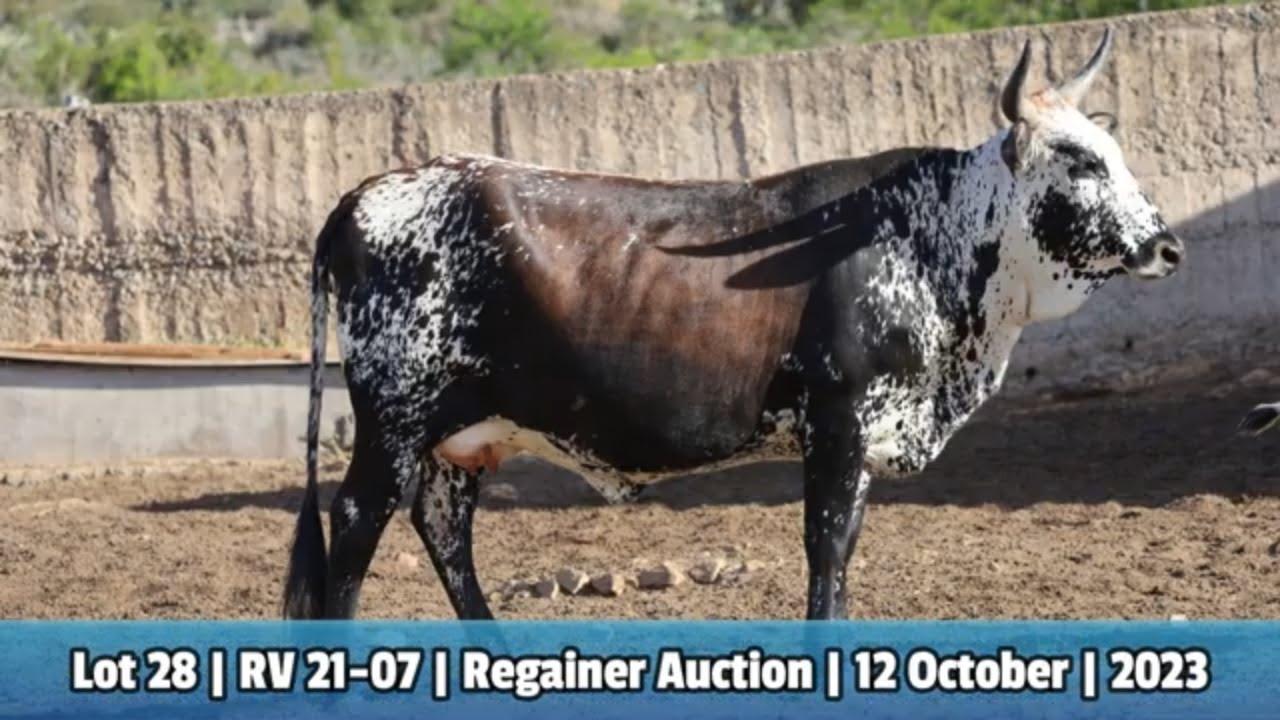 Lot 28 | RV 21-07 | Bushkloof Ngunis by die Nguni Regainer Veiling op 12 Oktober 2023
