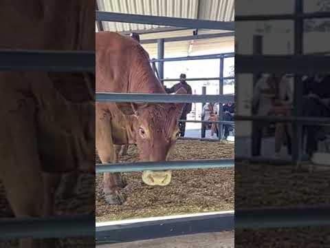 Lot 13 in the ring at the Devlan Limousins auction sells for R80 000.