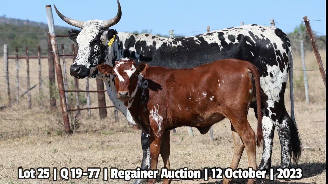 Lot 25 | Q 19-77 | Qhina Ngunis by die Nguni Regainer Veiling op 12 Oktober 2023
