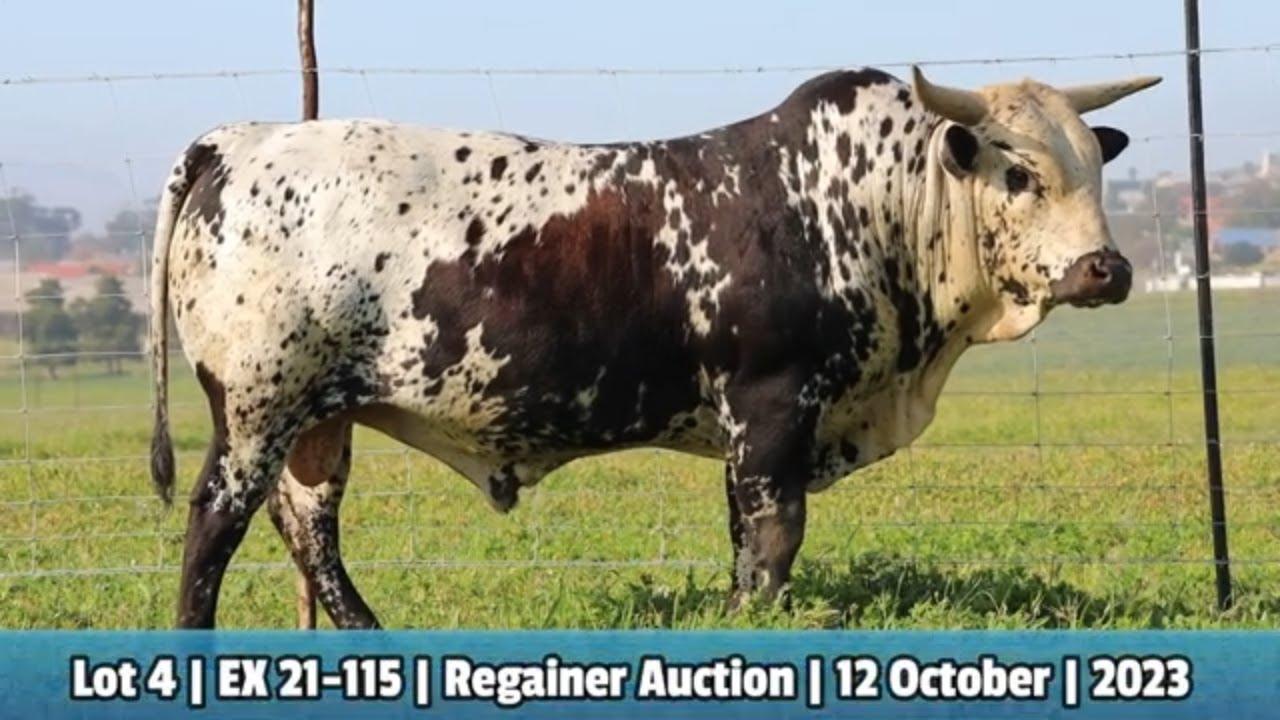 Lot 4 | EX 21-115 | Exsteen Ngunis by die Nguni Regainer Veiling op 12 Oktober 2023