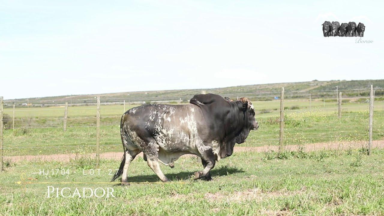 Prestige National Boran Auction Lot 27 - HJ 1704 -Picador