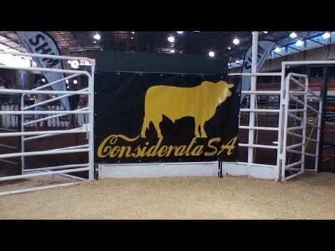 Considerata SA 7th Droughtmaster Production Auction live from the Afridome Parts.