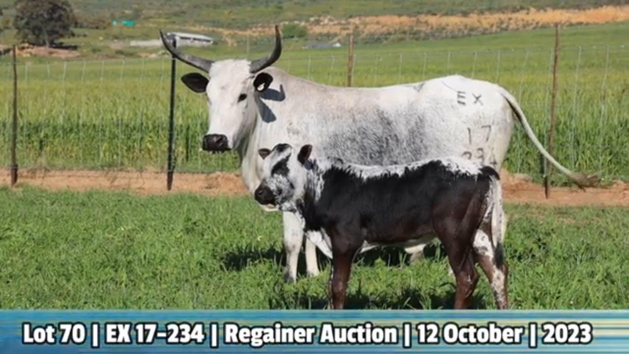 Lot 70 | EX 17-234 | Exsteen Ngunis by de Nguni Regainer Veiling op 12 Oktober 2023