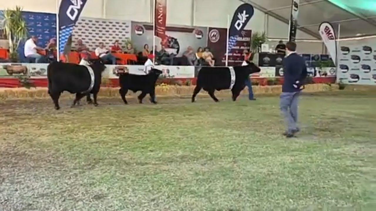 Angus South Africa - Black Angus Junior Female Championship live from Bloem Show 2024.