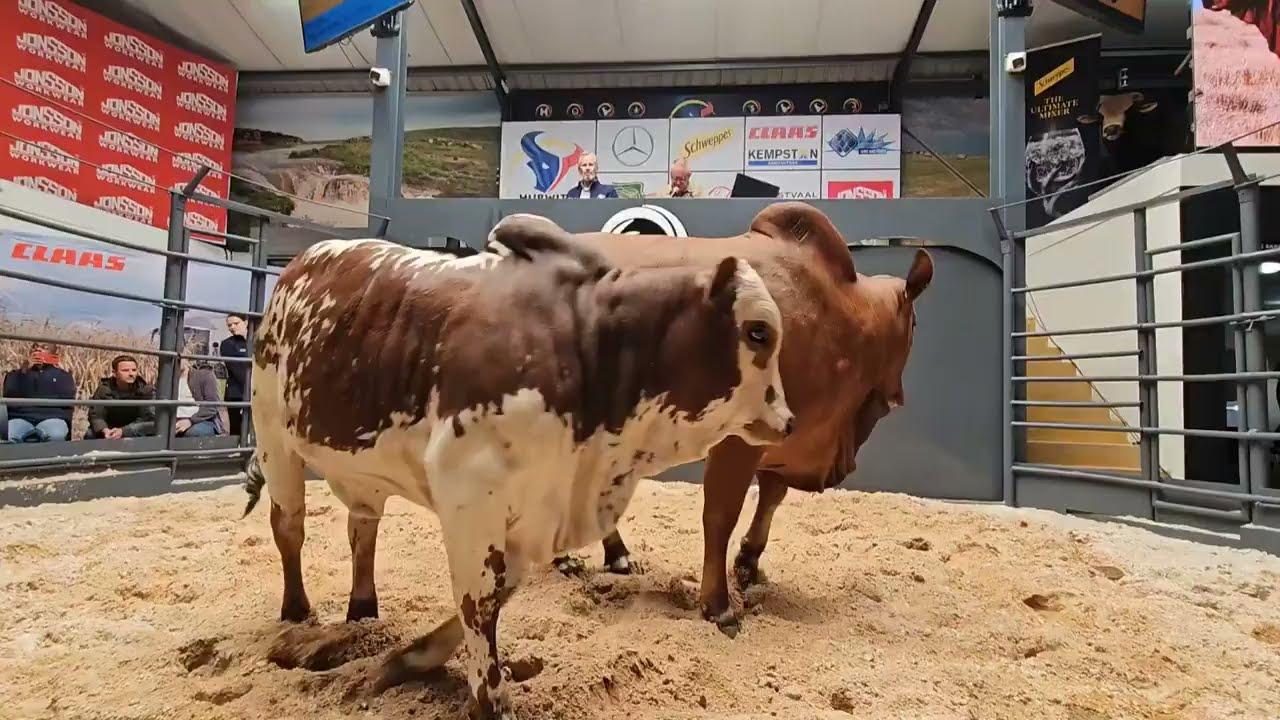 Lot 12 Lizzy - Verkoop vir R800 000