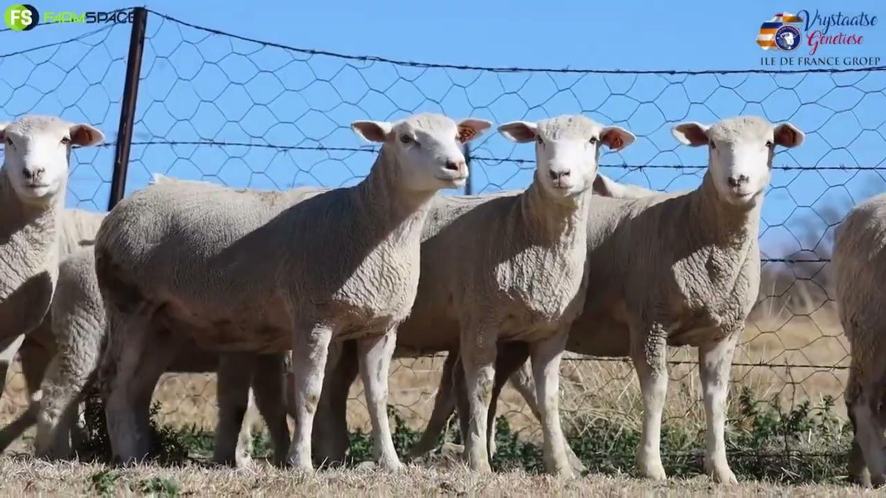 Pinnacle Stud aanbieding by Vrystaatse Genetiese Ile De France Groep Veiling