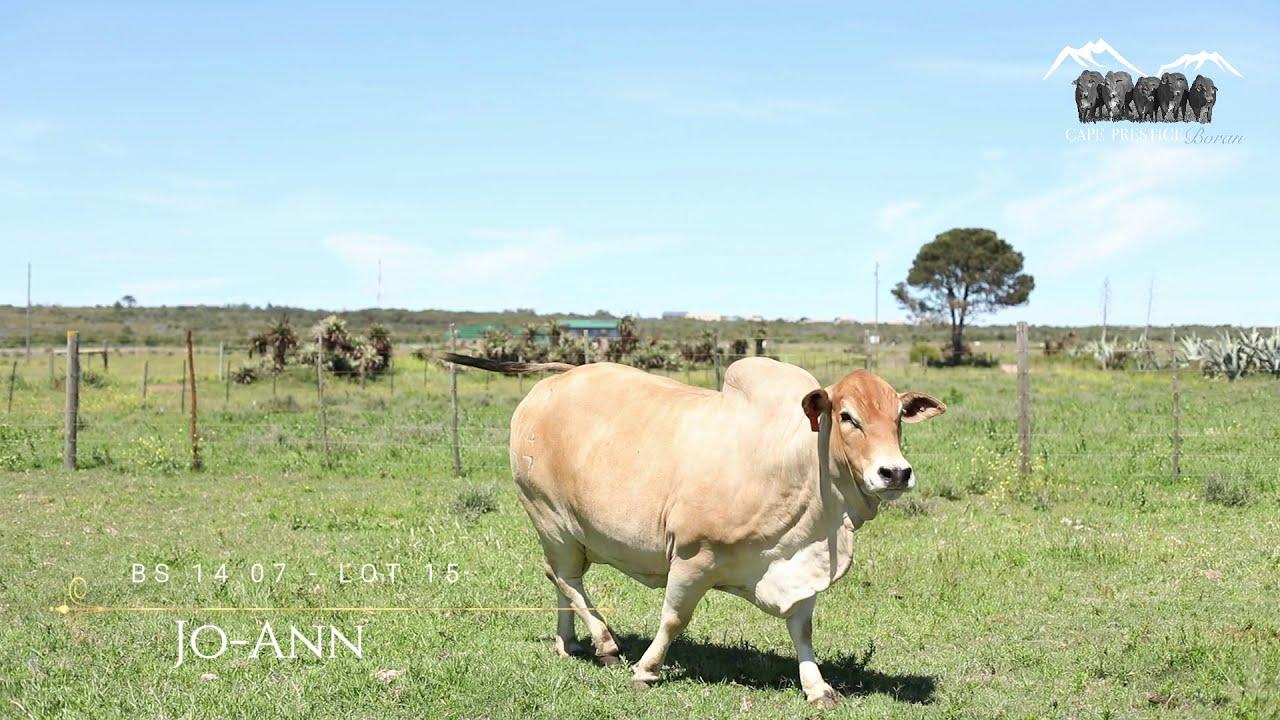 Prestige National Boran Auction Lot 15 - BS 1407 - Jo-Ann
