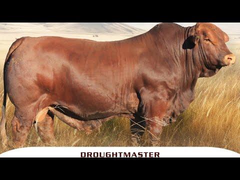 Louw van Reenen on the Value chain in South African Beef industry