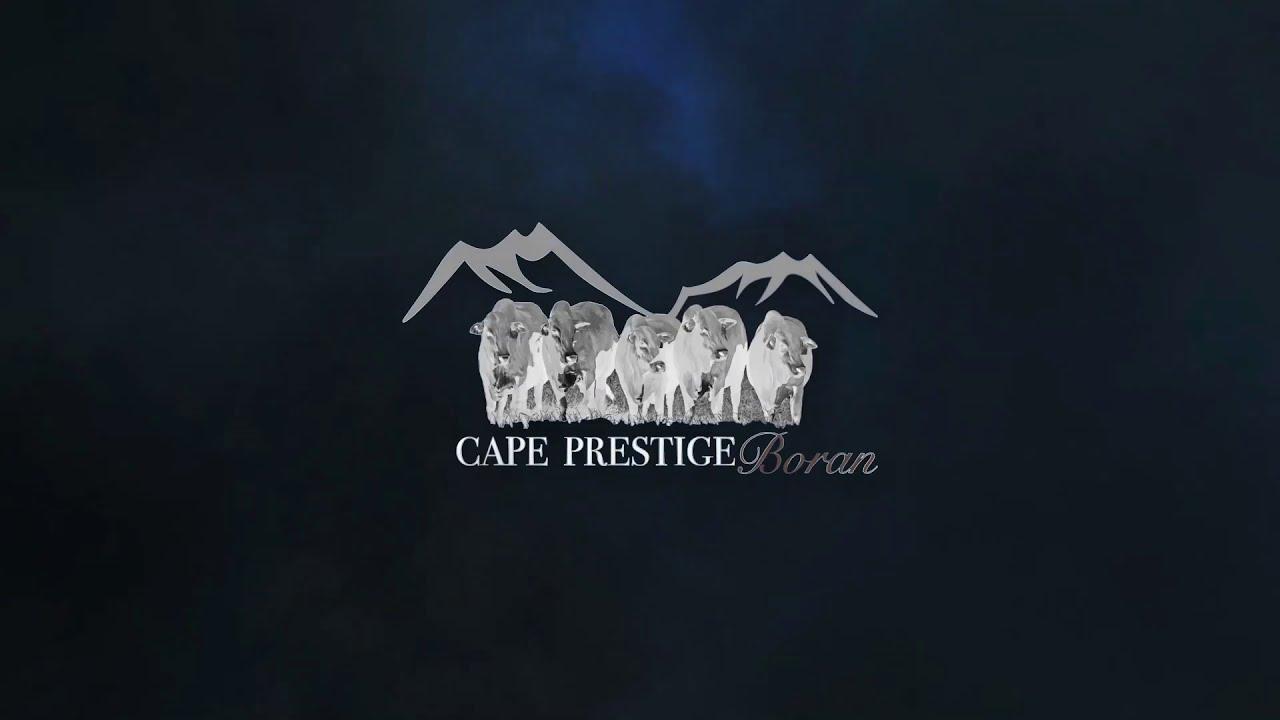 Prestige National Boran Auction Lot 6 - HJ 17 44 - Pinotage