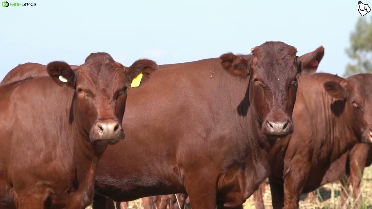 300 Kommersiele Bonsmara X Beefmaster tipe verse en 100 Bonsmara stoet verse word aangebied