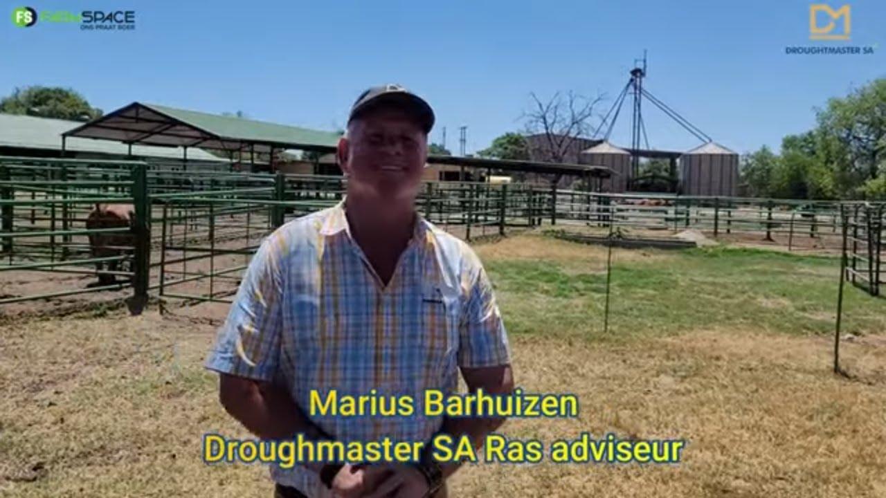 Ons praat met Marius by die Droughtmaster SA se beginnerskurses.