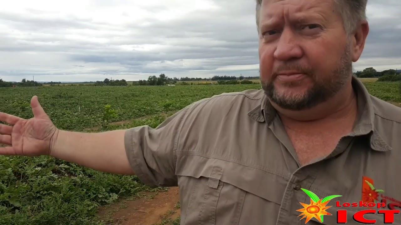 Waatlemoene tussen Citrus. Is dit die moeite werd? Loskop ICT