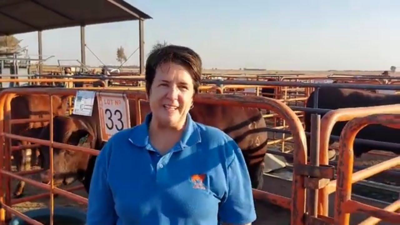 Yolanda vertel ons van die keuring en kwaliteit by The Selection Sale 2024 - Jumardi Santas Veiling