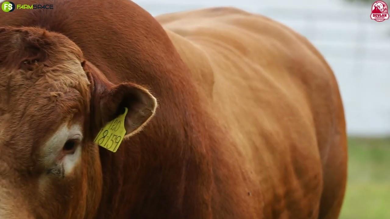 Devlan Limousins present Lot 8 | DL18-159