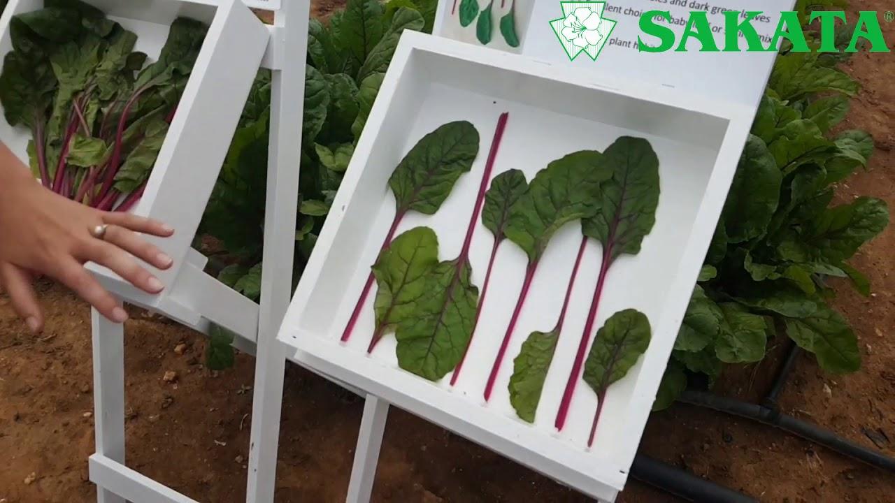 Sakata Field Day 2018 - Spinach vs Swiss Chard