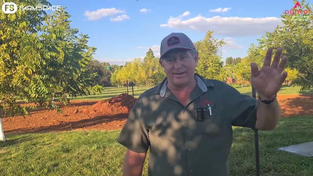 Agricol - Dekgewasse op pekanneute video 3 van 3. Hoe lyk pekanneute met en sonder dekgewasse?