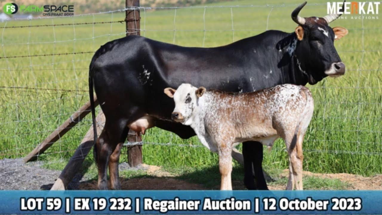 Lot 59 | EX 19-232 | Exteen Ngunis at the Nguni Regainer Auction on 12 October 2023