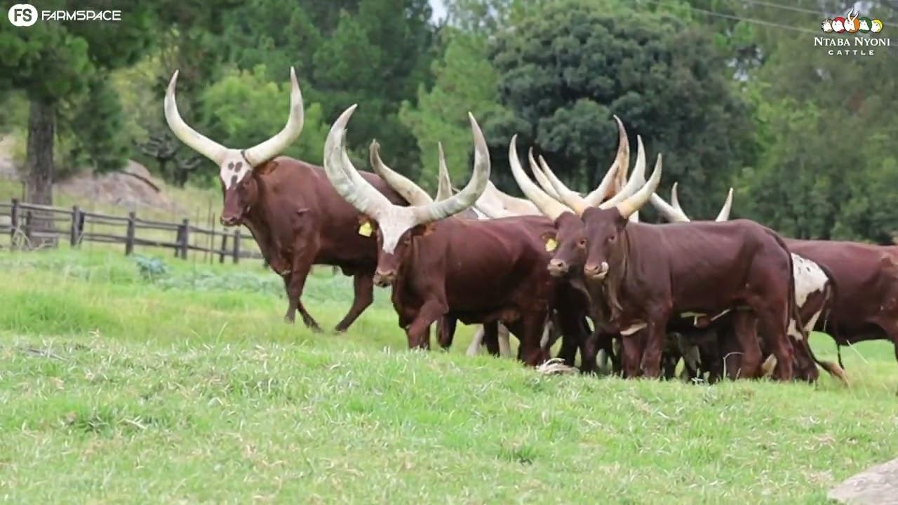 Tinus spoke to Jessica from Ntaba Nyoni about the Ankole. They have the largest Ankole heard in SA.