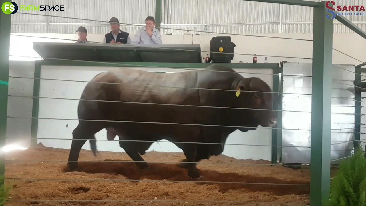 Lot 39 - Top bul by die Santa Select - R270 000