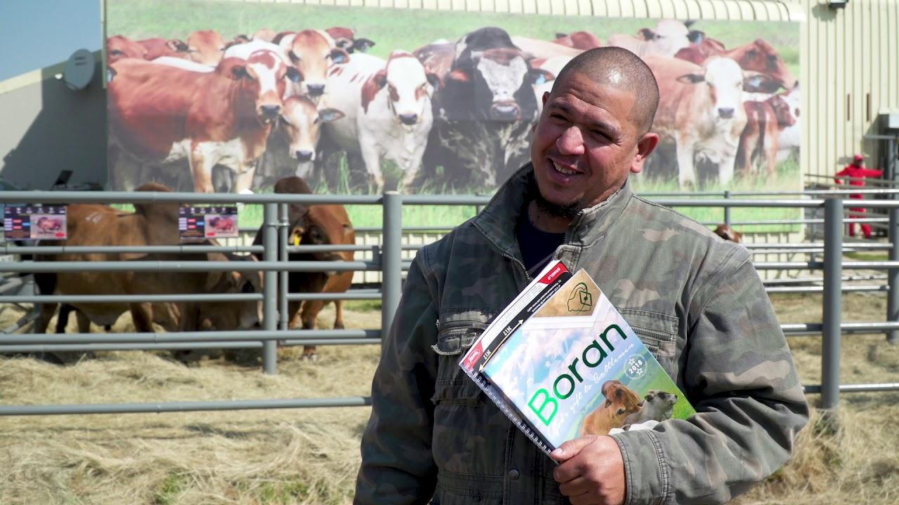 Landbouweekliks Boran Auction Debrief