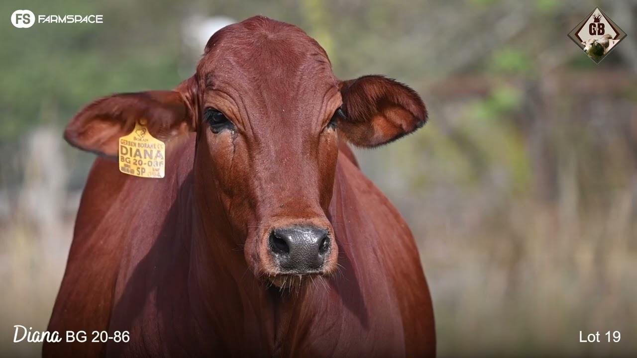 Lot 19 | BG 20-86 | Gerben Borane | Road to the Boran National Auction | 15 July 2023
