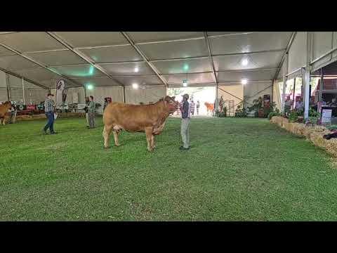 Limousin Cattle Breeders Southern Africa Senior Female & Breed Championship cow at Bloem Show 2024.