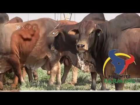 Hurwitz Farming Bull & Production Sale