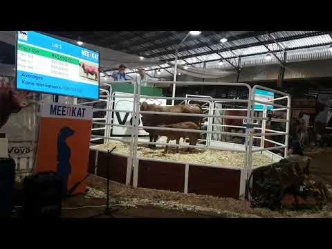 VOVA Genetics Heart of the Herd Droughtmaster Auction 2021