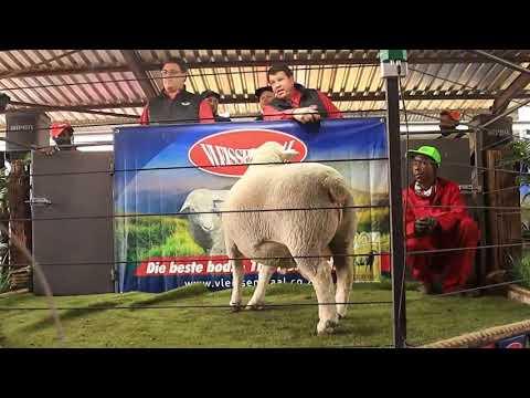 Dormer Ram sells for new National Record - R350 000