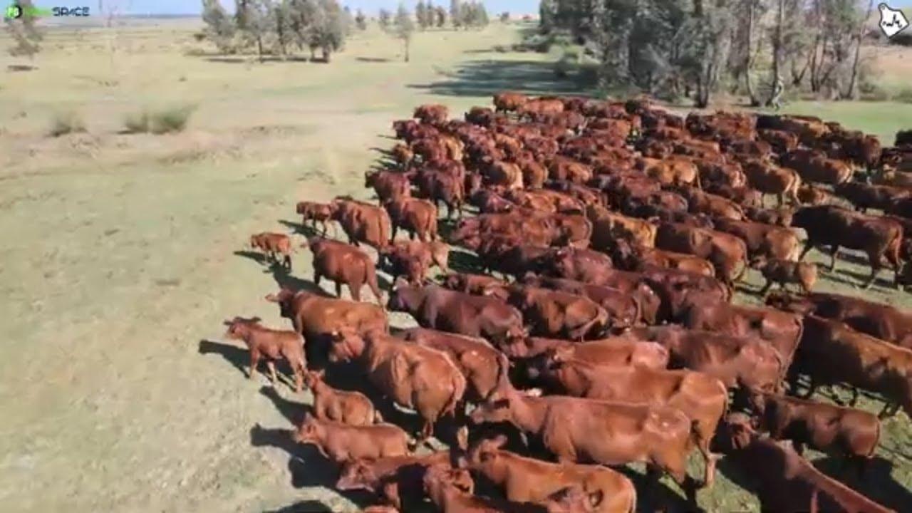Die Mauritz Nel Familie Trust en Whitehouse Boerdery bied met trots aan 'n 100 eerste kalf koeie.