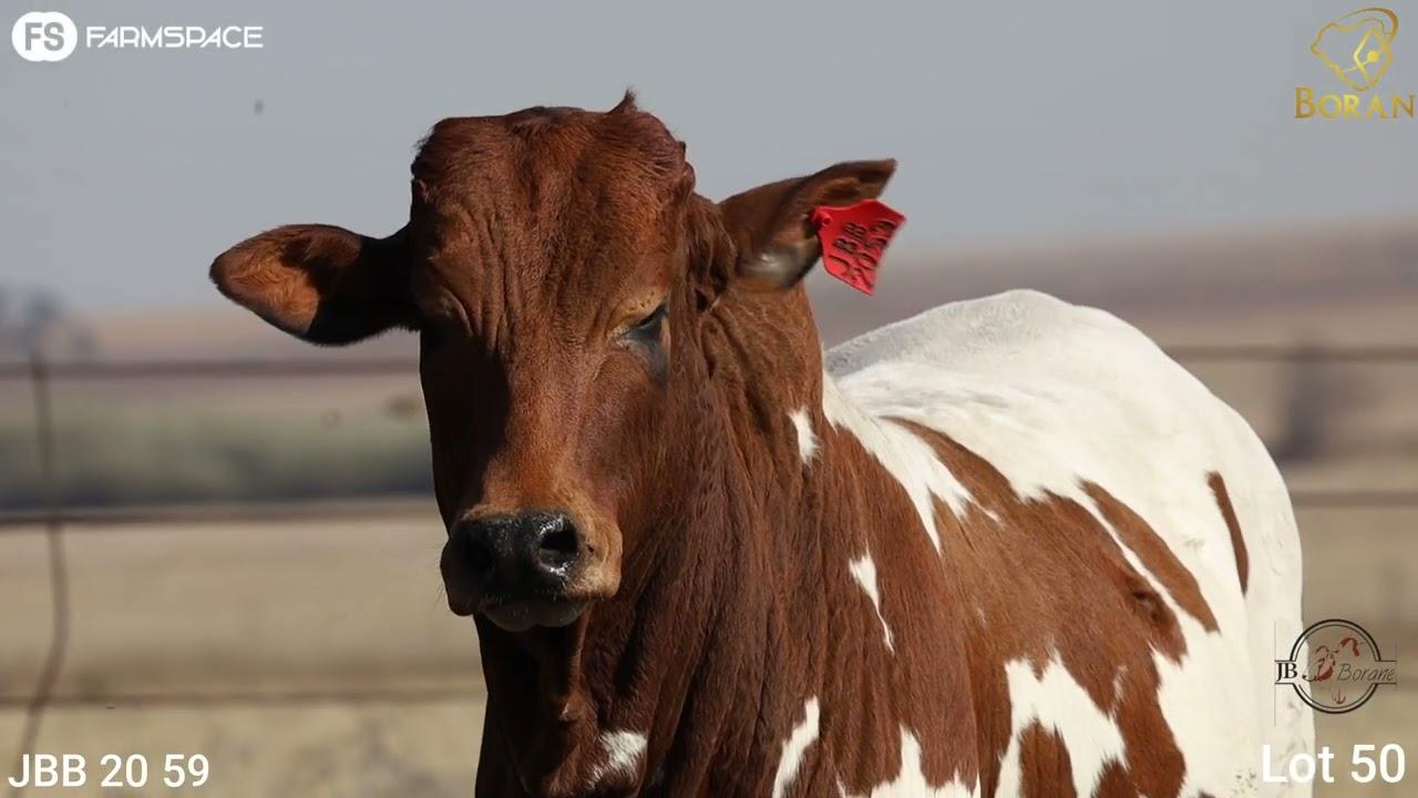 Lot 50 | JBB 20-059 | JB Borane | Road to the Boran National Auction | 15 July 2023