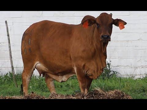 Mountain View & Hessi Borane presents Lot 10 | HJ 18-38 (Painting of Picasso) at Cape Boran Prestige