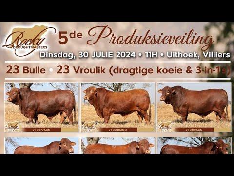 Rocky Droughtmaster Auction live from Villiers