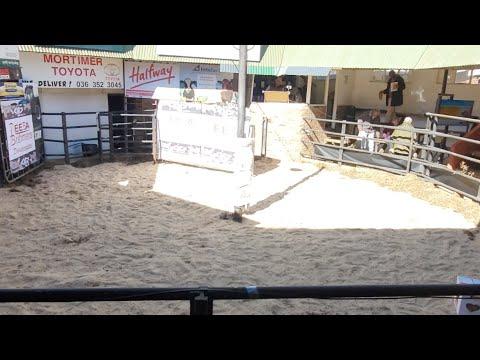 Reeba Droughtmaster & Red Brahman Auction