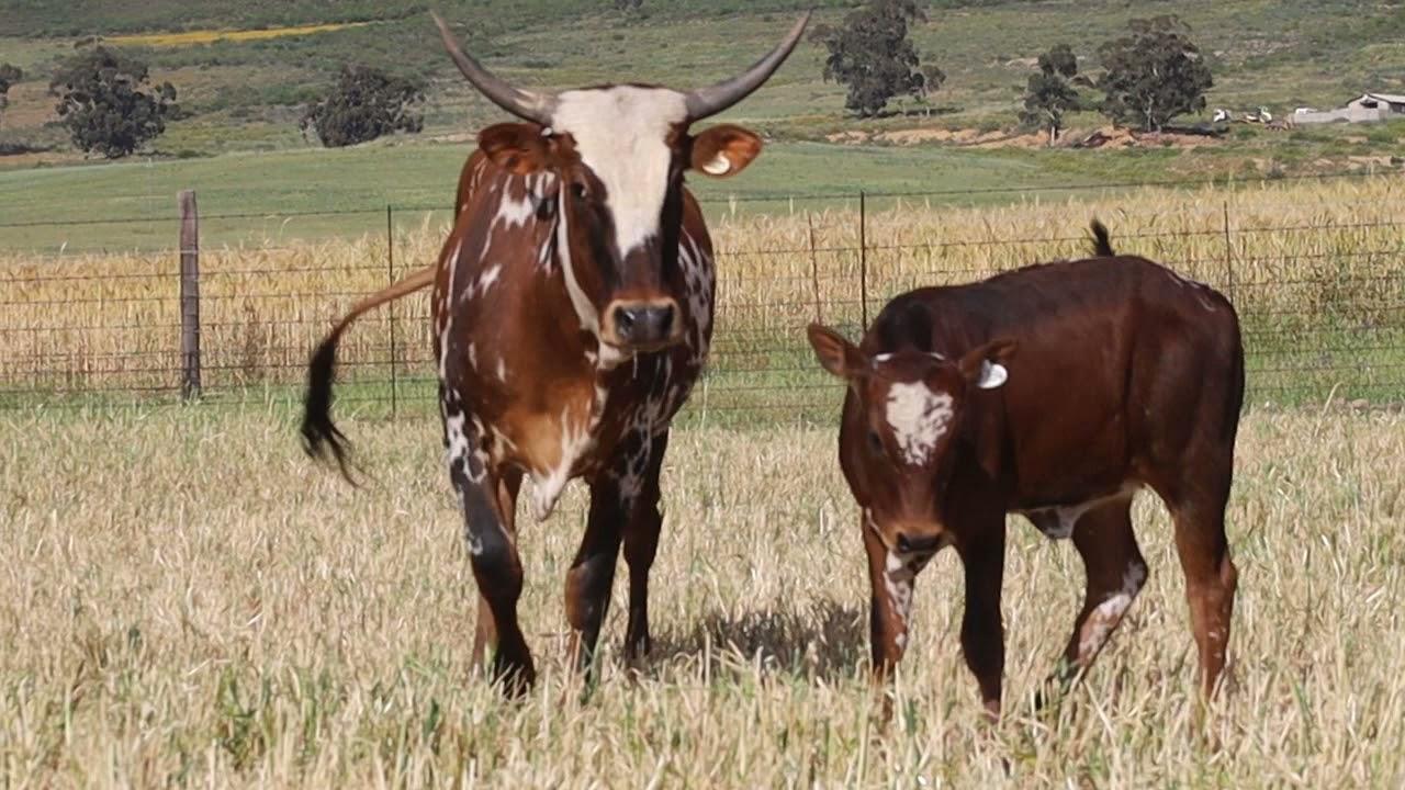 Nguni Regainer Auction Lot 38 - EX 19 105