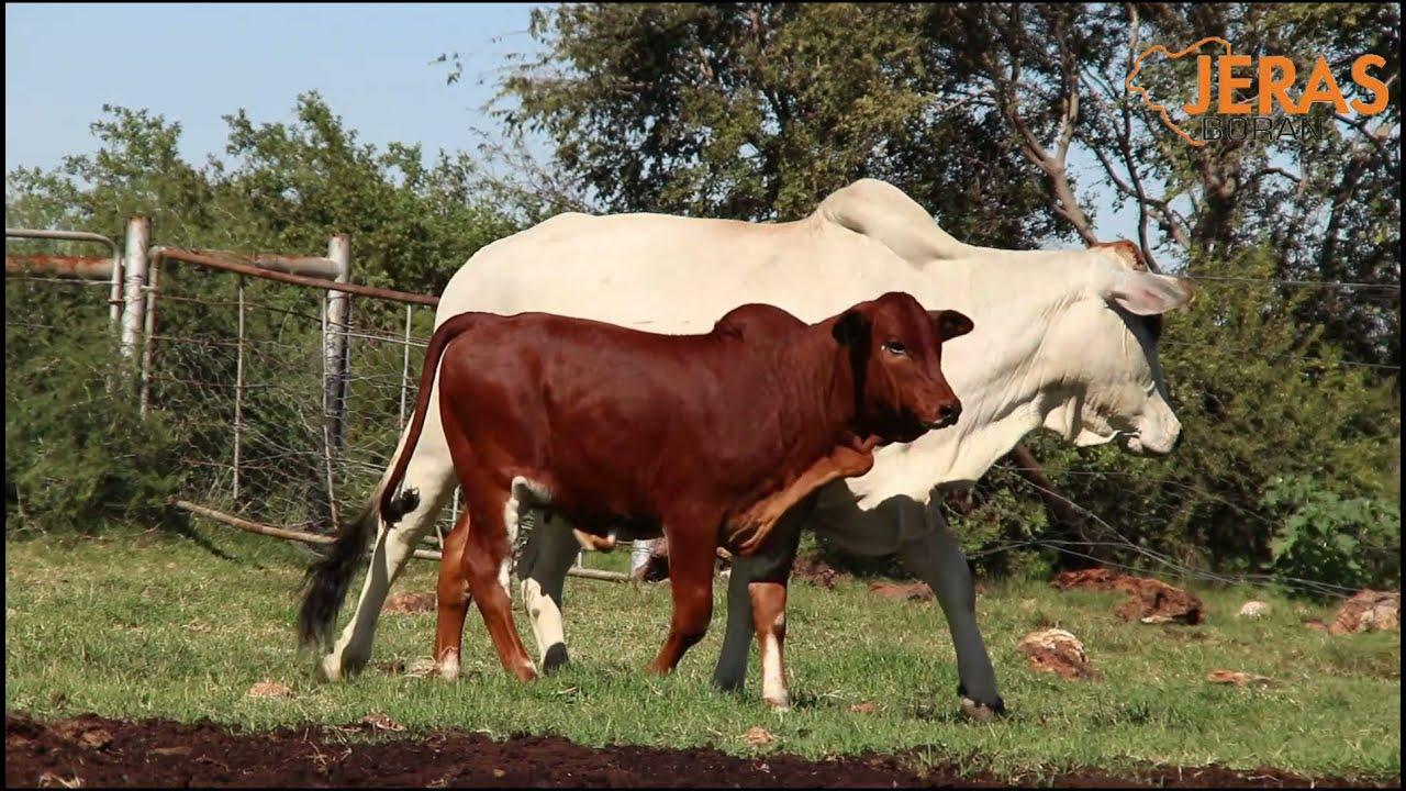 Jeras Alliance Boran Auction WJ 14 118