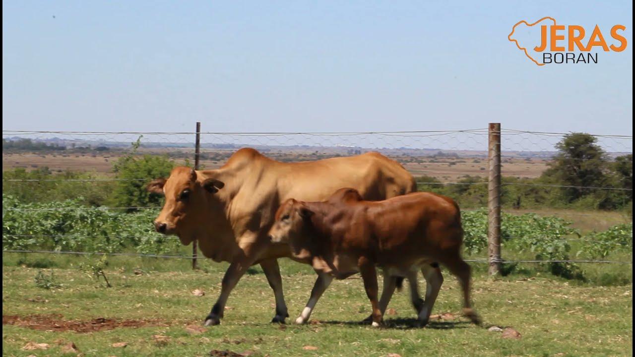 Jeras Boran Auction WJ 12 81