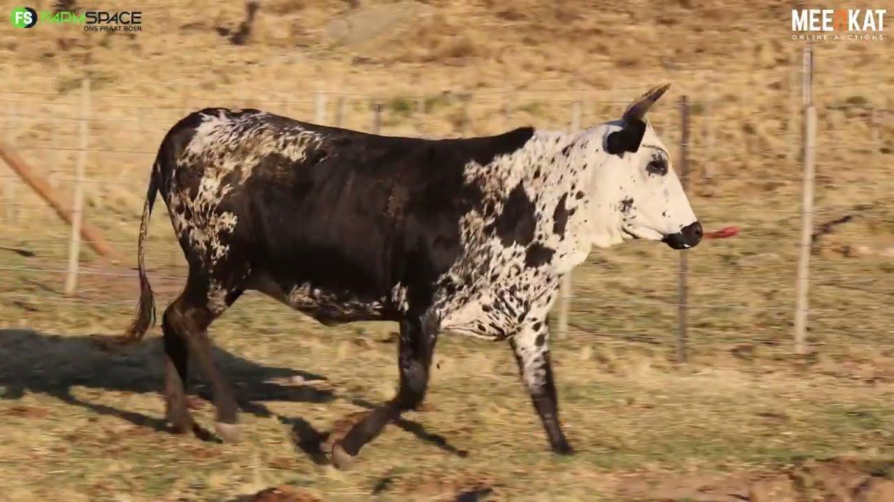 Lot 21 | RVS 20-403 | Babazeka Ngunis by die Nguni Regainer Veiling op 12 Oktober 2023