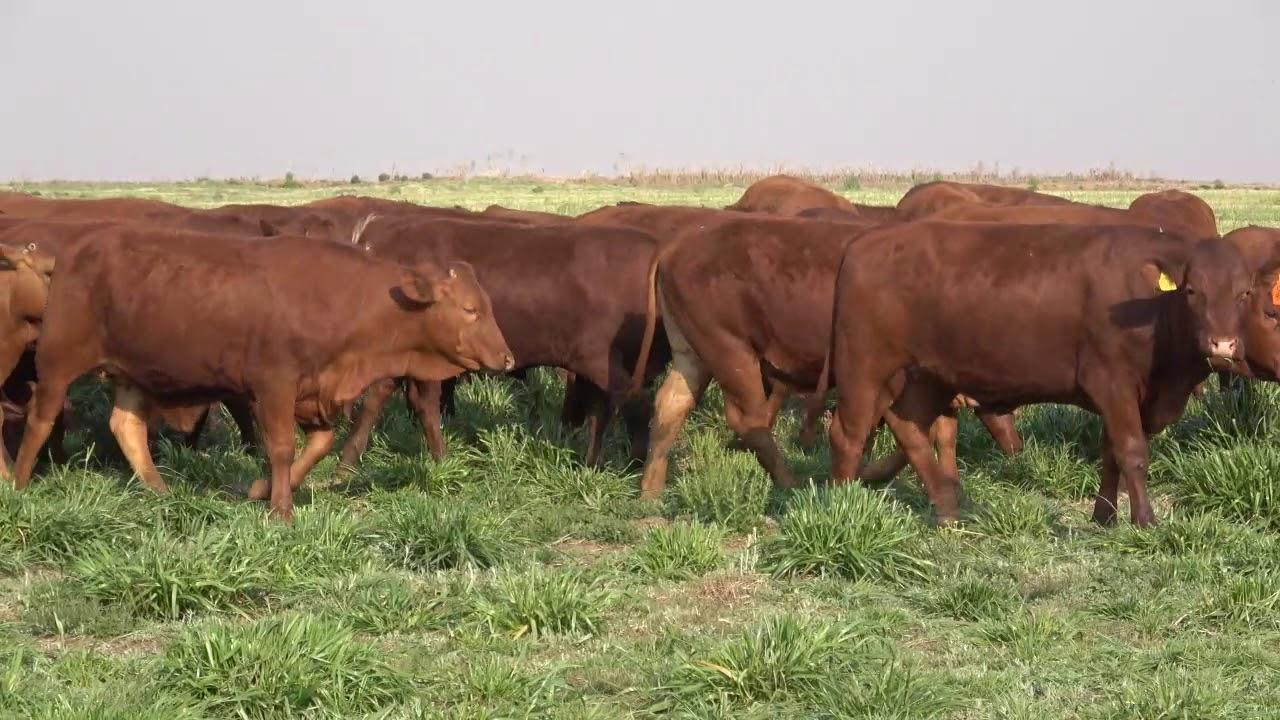 Hurwitz Farming Bull & Breeding Stock Auction 10 October