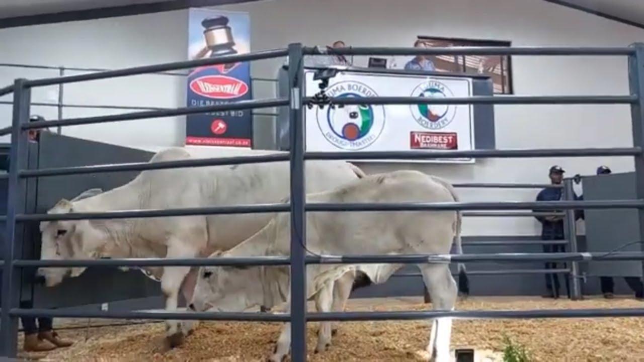 Keerom Brahmane koop lot 5 vir R180 000 by Nedibest Brahman Veiling 2024