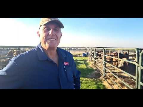 Meybor Borane by Mpumalanga Boran Veiling 2022