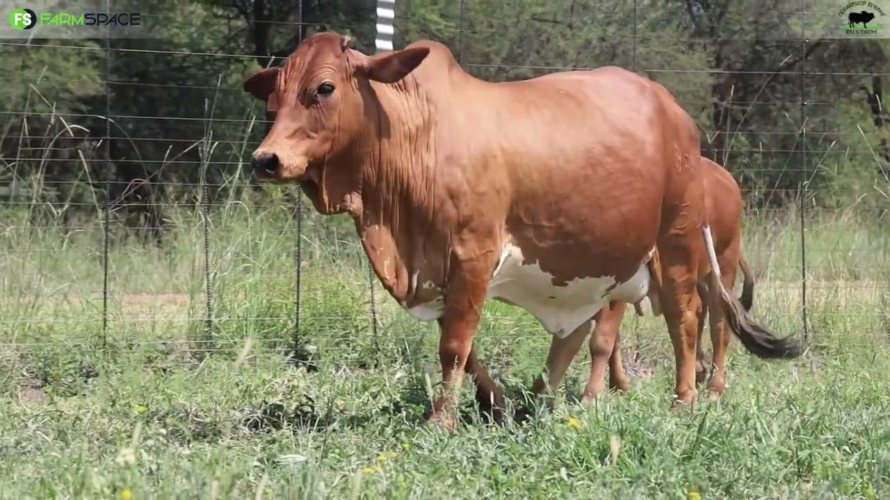 Olifantsklip Borane | Lot 42 | GF 17 256 | Mambushi and Friends