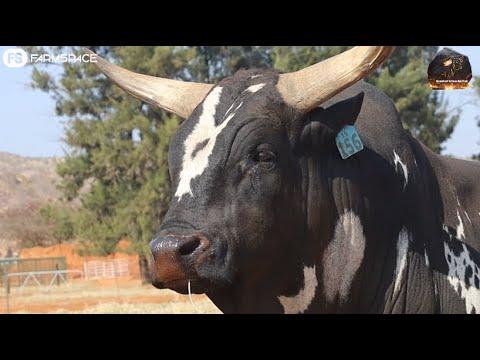 Nguni Regainer Group Auction 2022 | Lot 1 | AVM 15-156