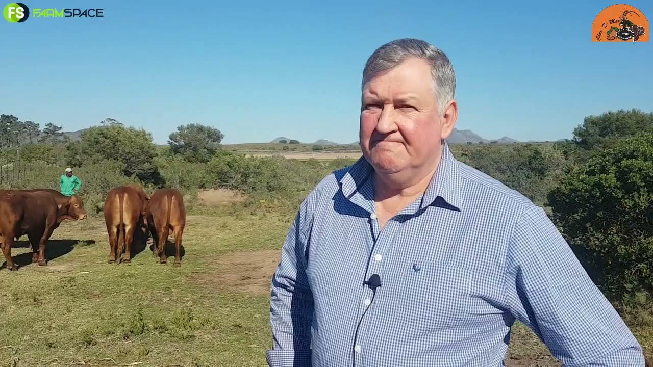 Gert vertel ons meer van die Chan Te Mar Droughtmaster sale 2021