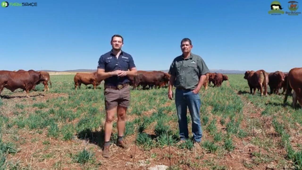 Wat is die hoof fokuspunte van Rhenostervallei Beefmasters wanneer hulle bulle selekteer?