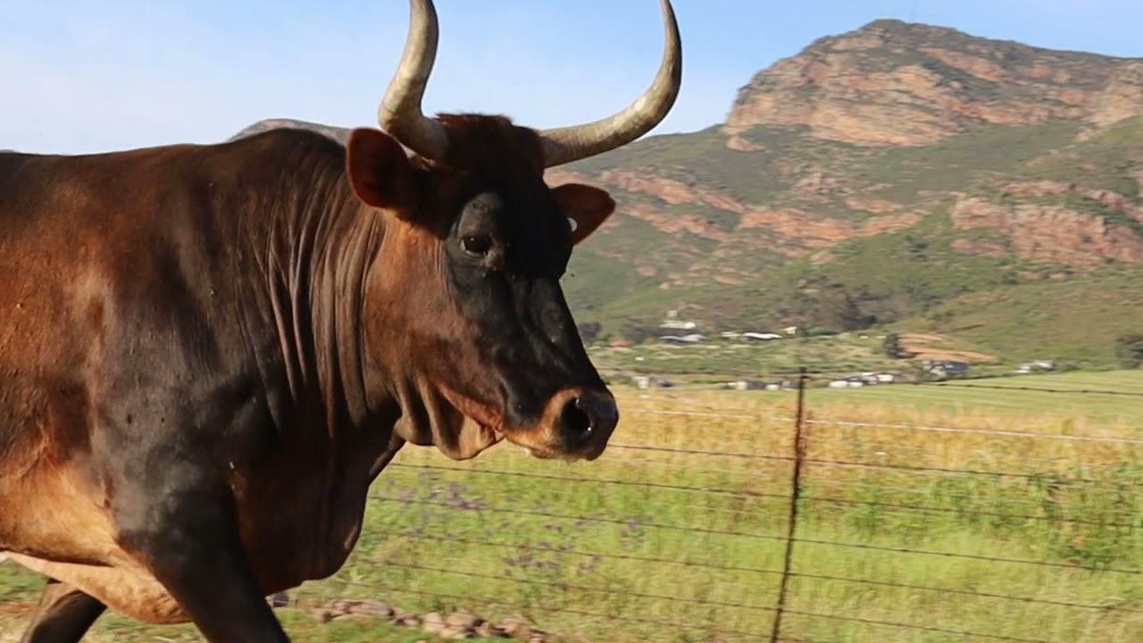 Regainer Nguni Auction Lot 31 - EX 05 51