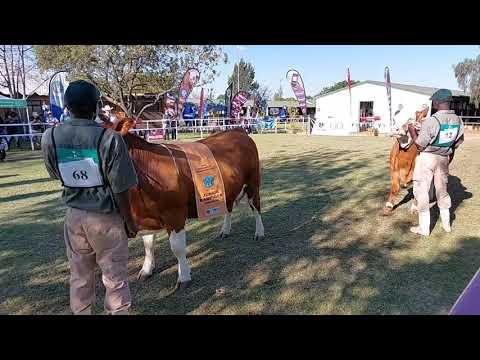Simmentaler Junior en opperste Koei Kampioenskap regstreeks vanaf Bloem Show 2024.